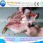 food grade stainless steel automatic fish gutting machine/fish scale peeler machine/kill the freshwater fish machine