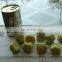 High Quality Canned Artichoke Wholesale