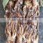 frozen giant squid tentacle equator squid tentacle indian squid tentacle