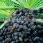 High Quality Best 100% Natural Saw Palmetto Fruit Extract