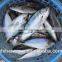 Landing frozen Bigeye scad Selar curmenophthalmus