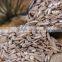 Hulled Sunflower Kernels Confectionary Grade and Bakery Grade