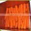 China fresh organic carrot