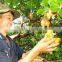 High quality Vietnam cashew kernels grade WW320, WW450, WS
