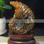 Natural snail fossil ammonite fossils for gifts and decoration