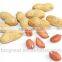 Supplying Raw Bulk Peanut in Shell with Different Specification for Sales