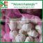2016 Fresh and Dry Garlic - Chinese Garlic Exporters