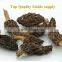 wild good quality morchella conica mushroom with delivery timely