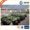 nonwoven felt smart pots plant pot (1 gallon to 150 gallon)