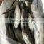 Whole Round Frozen Jack Mackerel
