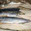 frozen spanish mackerel fillets