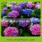 Indoor decoration wholesale silk hydrangea flowers from Yunan