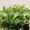 Plastic Artificial Potted Grass Leaves Bonsai for Window display
