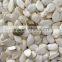 New Crop good price Snow White Pumpkin seeds and kernels
