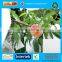 Quality Guaranteed fruit protection bag in non woven fabric with Competitive price