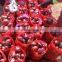onion with hot price