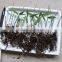 High Sprouting Rate Bamboo seeds For growing bamboo trees and shoots