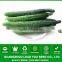 NCU15 Changgui op Cucumber Seeds for Open Field Non Hybrid Cucumber Seeds