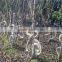 Lagerstroemia Indicadragon and Phoenix and Bottle Shape Trees