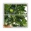 Factory hot sale green artificial money tree make cheap outdoor large money tree