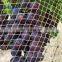 Bird Net Wholesale Knitted Anti Bird Net For Garden Fruit Vineyard Agricultural anti bird net