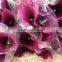 Alibaba china latest calla lily flower wholesale for funeral