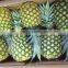Fresh pineapple ( Tropical fruit)
