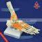 Foot joint model