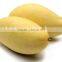 Canned Natural Mango Nectar Beverage OEM private label