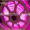 Cheap waterproof adressable rgb led strip 220v 3528 5050 flexible led strip /christmas led strip light outdoor use