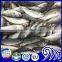 China IQF Frozen Round Scad Seafood Fish For Exporting