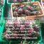 DRAGON FRUIT/ GOOD PRICE FOR SALE