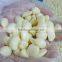 fresh peeled garlic in 2 x 5 kg nitrogen bags