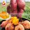 Sweet Potatos Snacks Ready to Eat healthy food