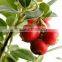 GMP High Quality Natural Camu Camu Powder