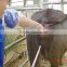 Jiangs Plastic long sleeve gloves cattle ai supplies