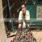 India coconut coir press machine briquette