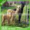 ISO 9001 certified sheep expanded farm/ breeding fencing from China factory