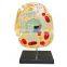 Animal Cell Anatomical Biological Model Teaching Aids