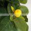 rubber lemon tree artificial tree with lemon decorative tree