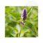 8014-09-3 High quality patchouli oil wholesale