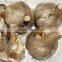 organic black garlic