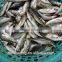 China Exporter Frozen Big eyes horse mackerel with size 40 - 60 g