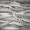 Slender mackerel whole round from China with size 66 -70pcs / 10 kg