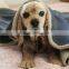 Dog Big Sky Blanket