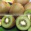 Fresh qinmei kiwi with best price for sale