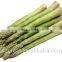 Supplying IQF Vegetables- IQF Frozen Green Asparagus For Sales