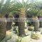 Decorative indoor sago palm trees for sale