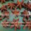 2011 autumn stemless star aniseeds