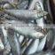 Frozen Sardine for Tuna Bait